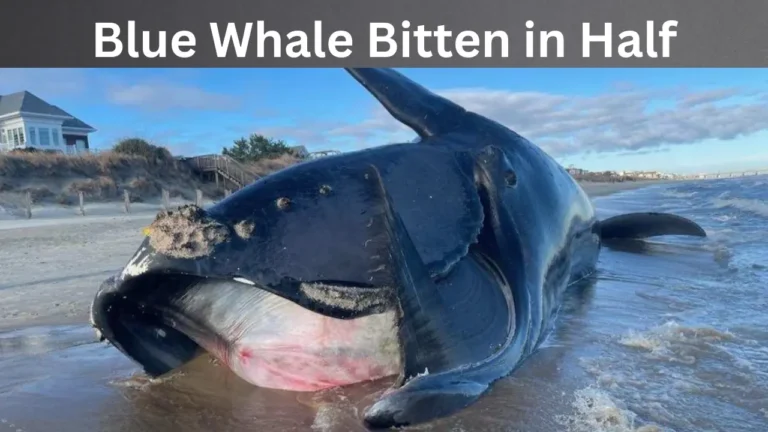 Blue Whale Bitten in Half